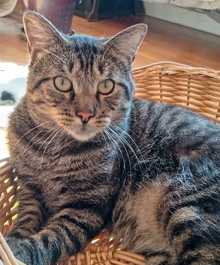 Soan, chat à l’adoption — Caresses de Chat 94 (Saint-Maur-des-Fossés, 94)