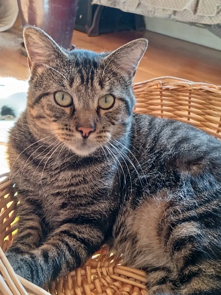 Soan, chat à l’adoption — Caresses de Chat 94 (Saint-Maur-des-Fossés, 94)