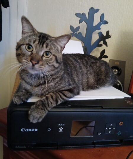 Soan, chat à l’adoption — Caresses de Chat 94 (Saint-Maur-des-Fossés, 94)