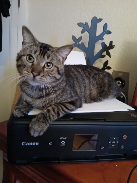 Soan, chat à l’adoption — Caresses de Chat 94 (Saint-Maur-des-Fossés, 94)