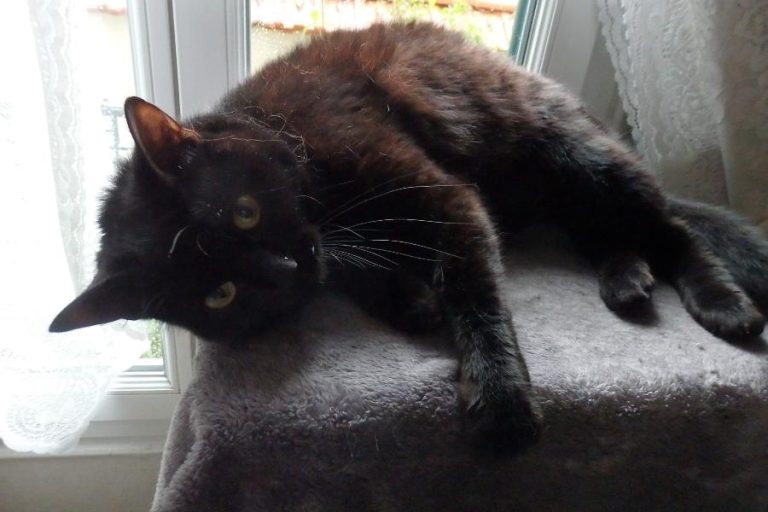 Spartacus, chat adopté par Caresses de Chat 94
