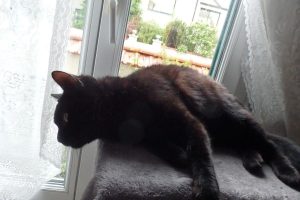 Spartacus, chat adopté par Caresses de Chat 94