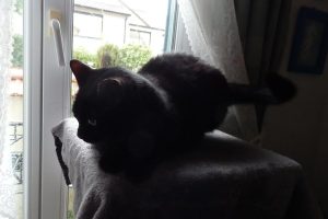 Spartacus, chat adopté par Caresses de Chat 94
