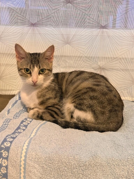 Tama, chat à l’adoption — Caresses de Chat 94 (Saint-Maur-des-Fossés, 94)