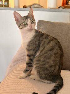 Tama, chat adopté par Caresses de Chat 94