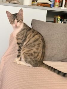 Tama, chat adopté par Caresses de Chat 94