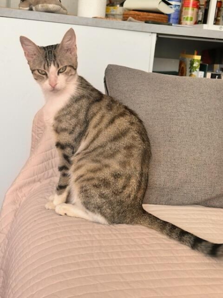 Tama, chat à l’adoption — Caresses de Chat 94 (Saint-Maur-des-Fossés, 94)