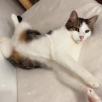 Tiko, chat à l’adoption