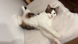 Tiko, chat à l’adoption