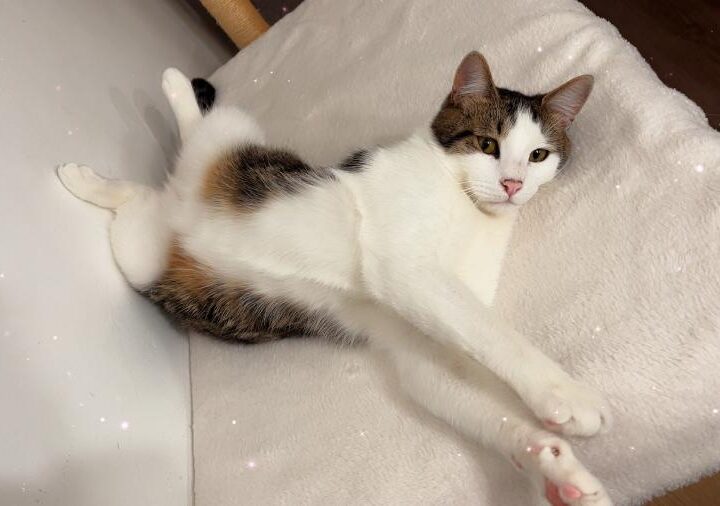 Tiko, chat à l’adoption — Caresses de Chat 94 (Saint-Maur-des-Fossés, 94)