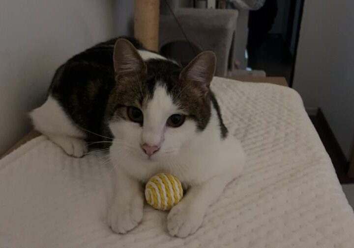 Tiko, chat à l’adoption — Caresses de Chat 94 (Saint-Maur-des-Fossés, 94)