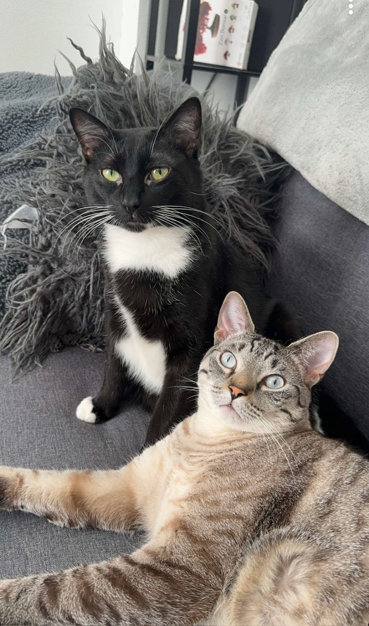Ukam et Gripoil, chat adopté par Caresses de Chat 94