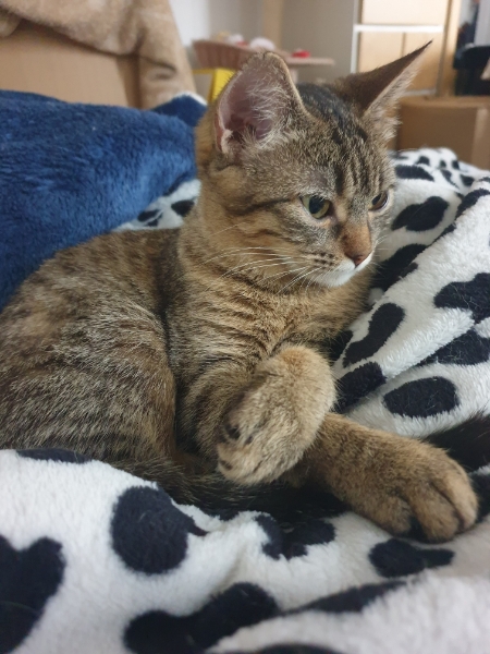 Valda, chat adopté par Caresses de Chat 94