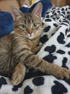 Valda, chat adopté par Caresses de Chat 94