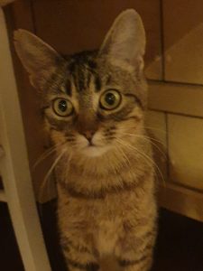 Valda, chat adopté par Caresses de Chat 94