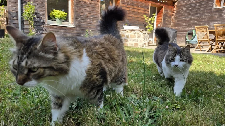 Ysia et Mayanne, chat adopté par Caresses de Chat 94