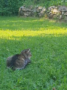 Ysia et Mayanne, chat adopté par Caresses de Chat 94