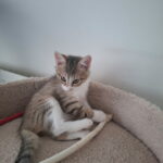 Belle, chat à l’adoption