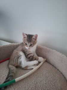 Belle, chat adopté par Caresses de Chat 94