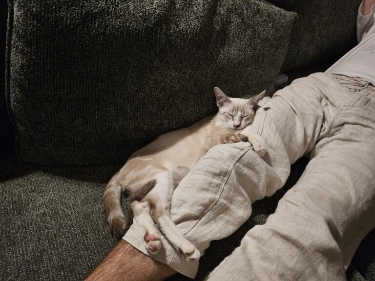 Bowie, chat adopté par Caresses de Chat 94