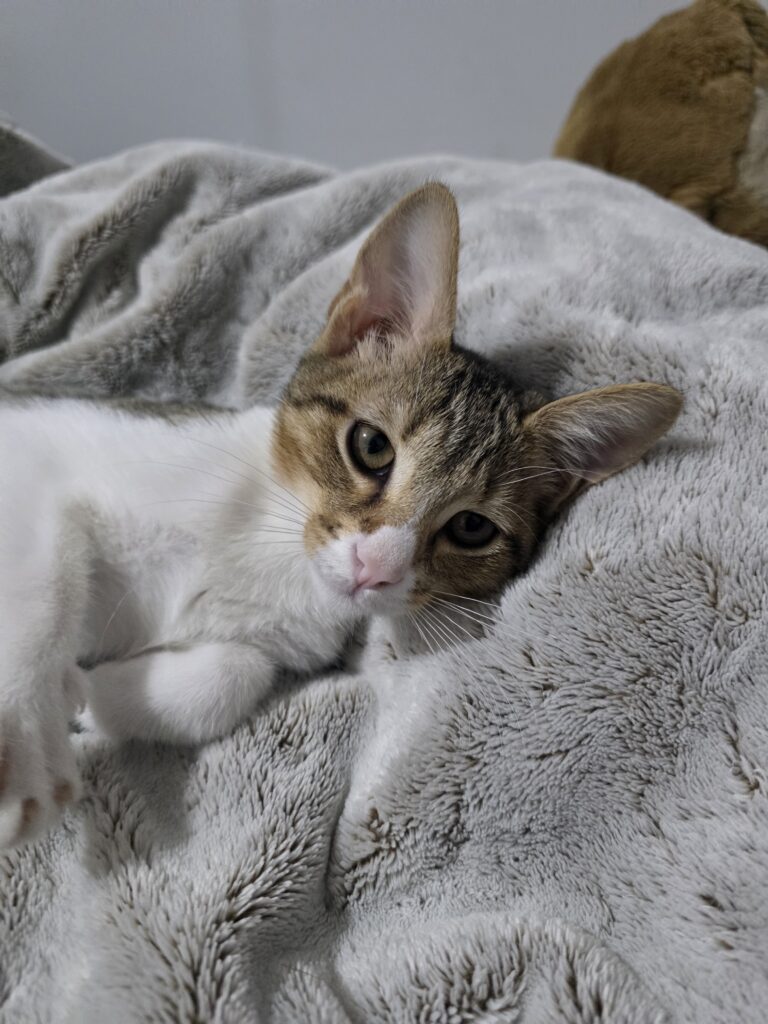 Gustave, chat adopté par Caresses de Chat 94