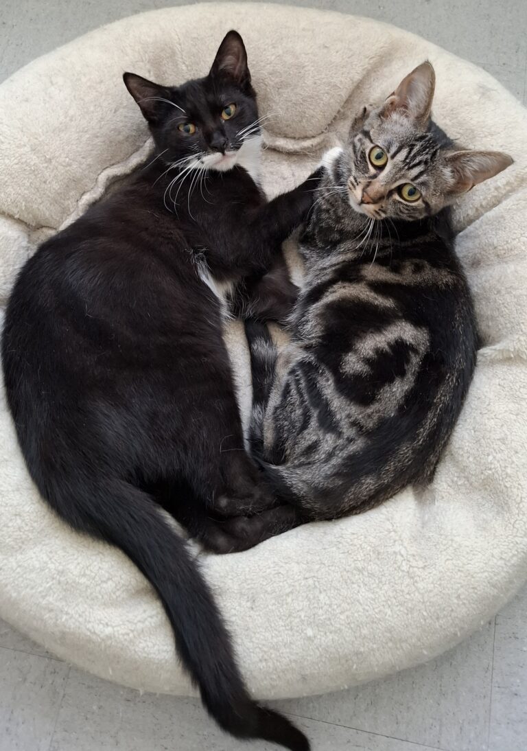 Féline, chat adopté par Caresses de Chat 94