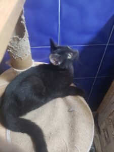 Charley, chat adopté par Caresses de Chat 94