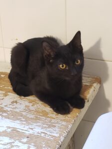 Charley, chat adopté par Caresses de Chat 94