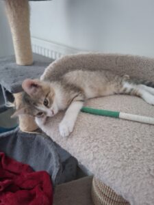Belle, chat adopté par Caresses de Chat 94