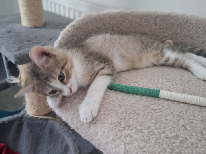 Belle, chat à l’adoption, Caresses de Chat 94 (Saint-Maur-des-Fossés, 94)