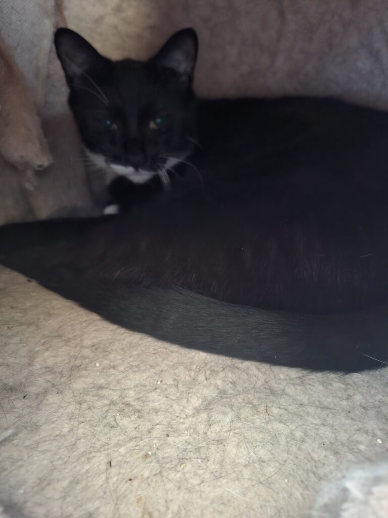 Loulou, photo envoyée par sa famille