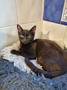 Batou, chat adopté par Caresses de Chat 94
