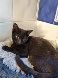 Batou, chat adopté par Caresses de Chat 94