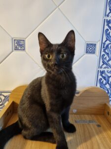 Dora, chat à l’adoption