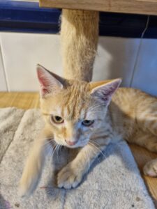 Brioche, chat à l’adoption
