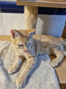 Brioche, chat adopté par Caresses de Chat 94
