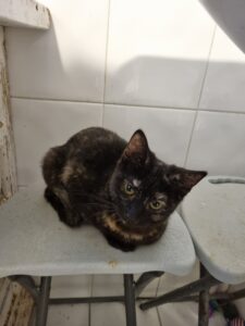 Lincha, chat à l’adoption