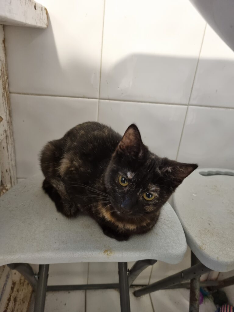 Lincha, chat à l’adoption, Caresses de Chat 94 (Saint-Maur-des-Fossés, 94)