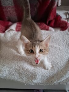 Belle, chat adopté par Caresses de Chat 94