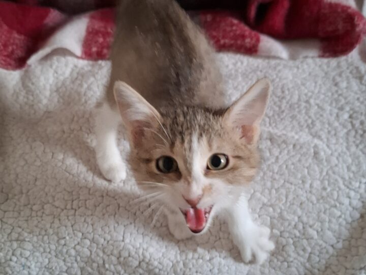 Belle, chat à l’adoption, Caresses de Chat 94 (Saint-Maur-des-Fossés, 94)