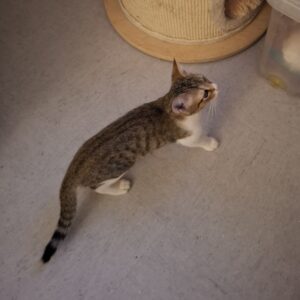 Gustave, chat adopté par Caresses de Chat 94