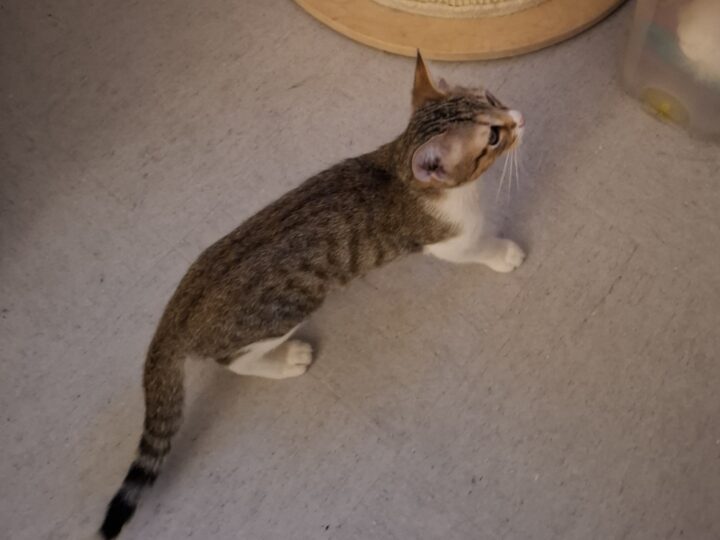 Gustave, chat à l’adoption, Caresses de Chat 94 (Saint-Maur-des-Fossés, 94)