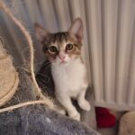 Gustave, chat à l’adoption
