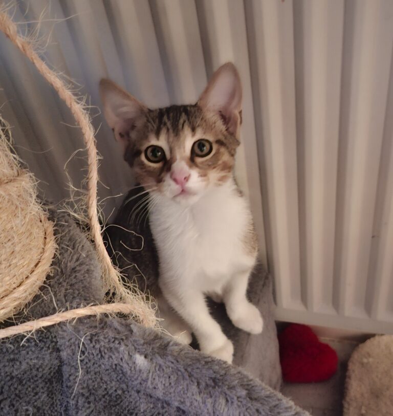 Gustave, chat à l’adoption, Caresses de Chat 94 (Saint-Maur-des-Fossés, 94)