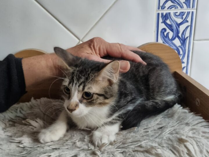 Breezy, chat à l’adoption, Caresses de Chat 94 (Saint-Maur-des-Fossés, 94)