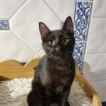 Platon, chat à l’adoption
