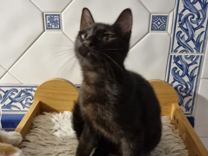 Platon, chat à l’adoption, Caresses de Chat 94 (Saint-Maur-des-Fossés, 94)