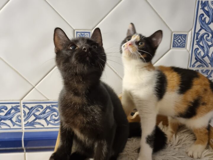 Platon, chat à l’adoption, Caresses de Chat 94 (Saint-Maur-des-Fossés, 94)