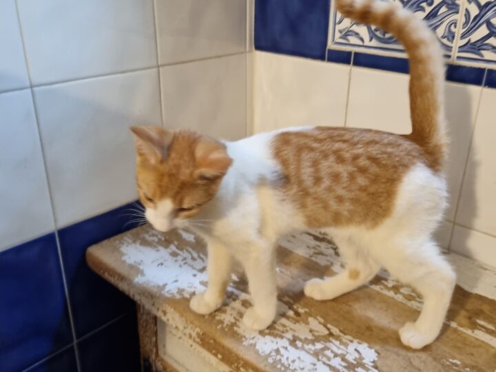 Baya, chat à l’adoption, Caresses de Chat 94 (Saint-Maur-des-Fossés, 94)
