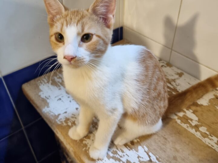 Baya, chat à l’adoption, Caresses de Chat 94 (Saint-Maur-des-Fossés, 94)